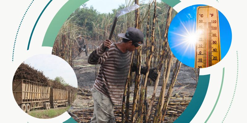 Sugarcane worker cutting alongside collage of sugarcane truck and blazing sun showing extreme heat