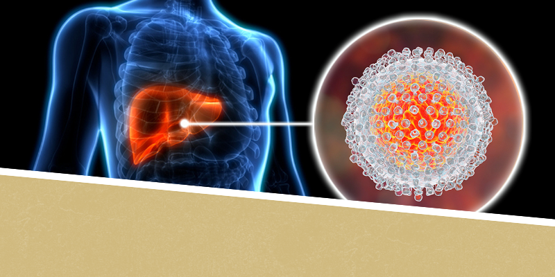 An illustration showing a depiction of the hepatitis C virus and a human liver.