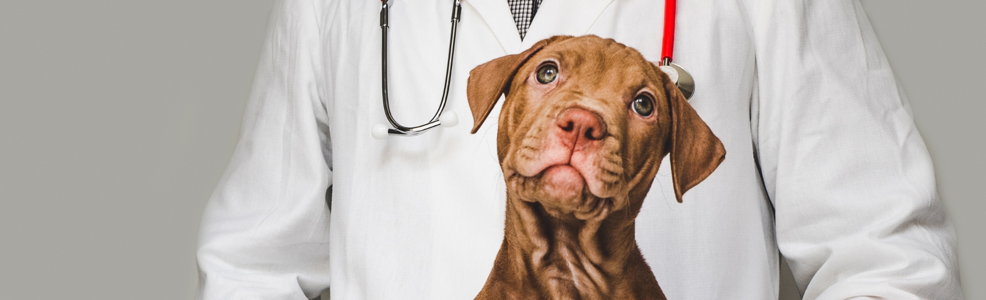 Dog in front of veterinarian 
