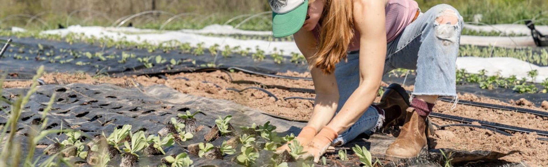 Person wearing hat working in planted field