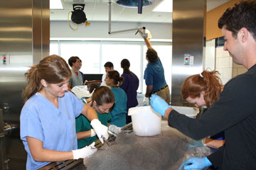 Medical students work in the gross anatomy lab at the Anschutz Medical Campus
