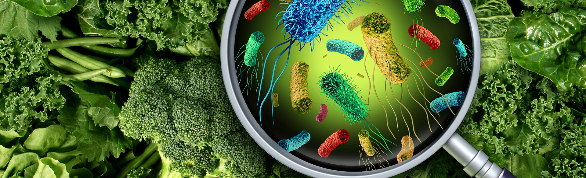 Graphic of a large magnifying glass higlights multi-colored germs over a background of broccolli, kale and greenbeans