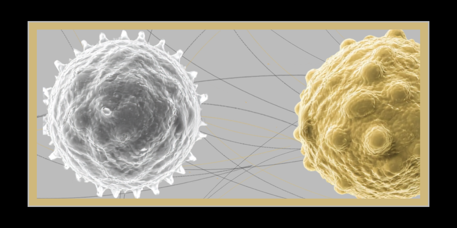 A prostate cancer cell and a T cell