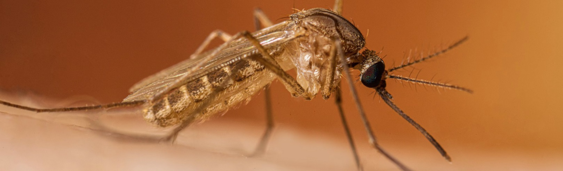 West Nile virus mosquito