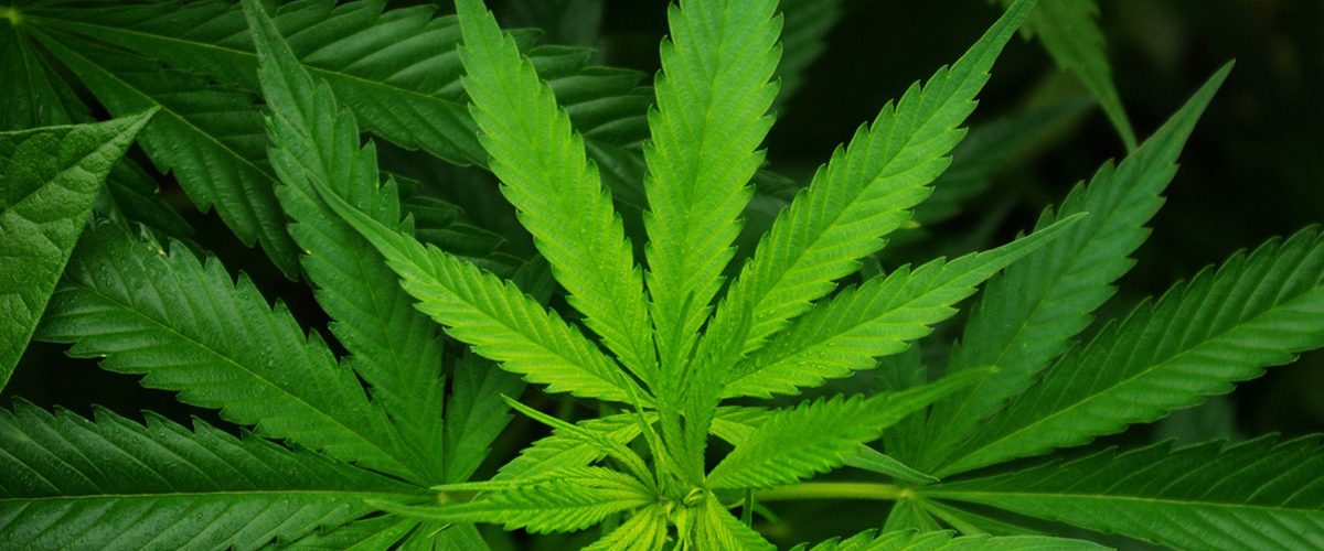 cannabis-sativa-leaf-1200x500