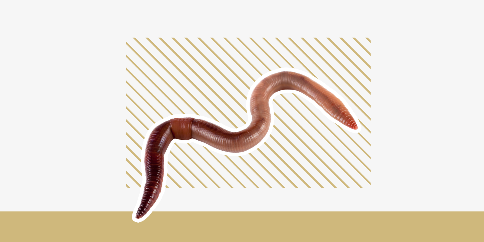 picture of an earthworm