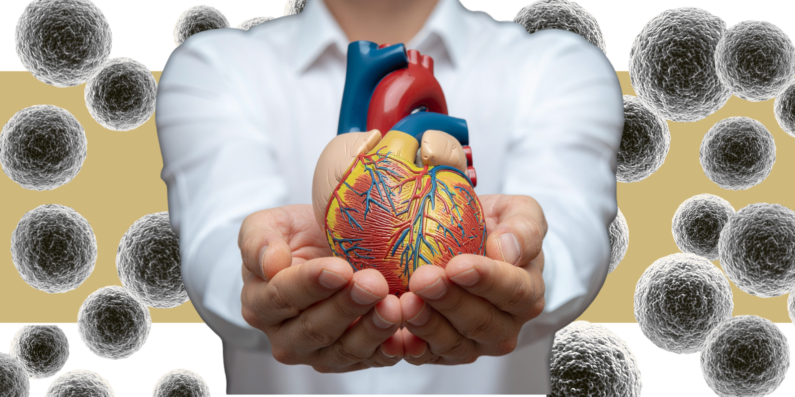 hands holding a model of a heart, with cancer cells in the background