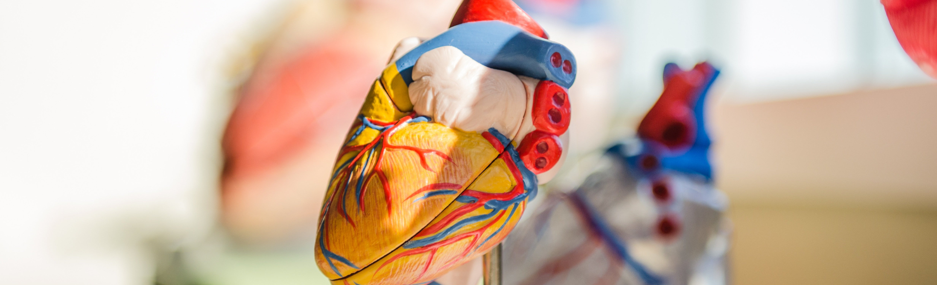 model of human heart | University of Colorado Department of Surgery