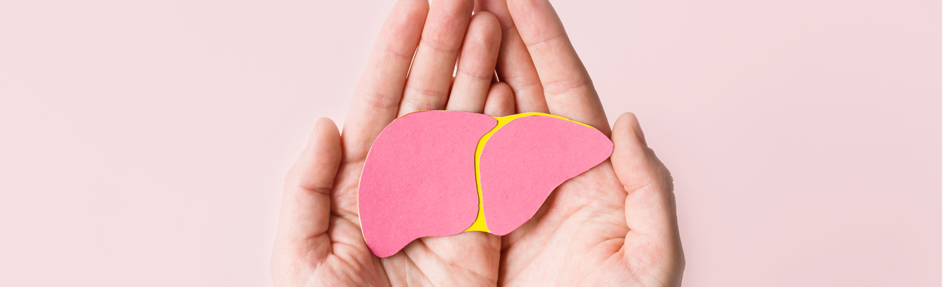 hands holding an illustration of a liver