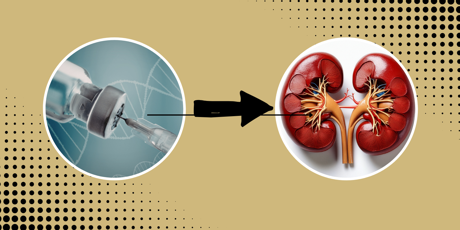 images of a syringe and a kidney