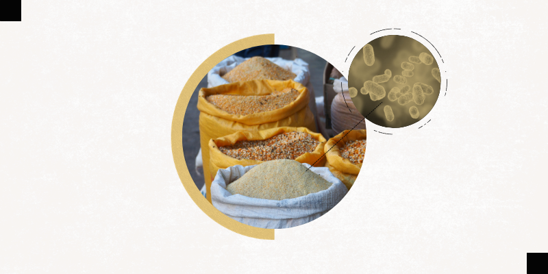 beige background with a circular photo of grains in the center, referring to an agrarian diet, with a dotted line connecting to a smaller circlualar image depicting bacteria of a microbiome.