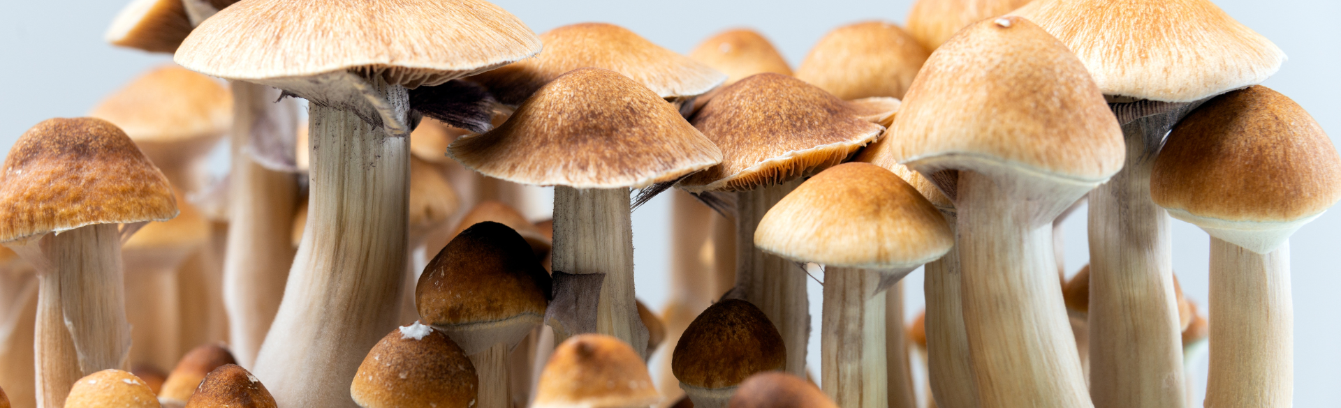 Colorado’s Natural Medicine Health Act, which passed by a narrow margin, allows for the use of mushrooms at state-regulated “healing centers” under the supervision of trained facilitators.